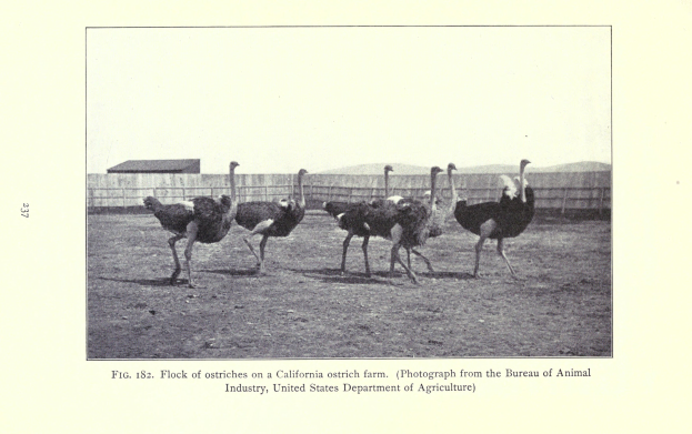 Eine Gruppe Strauße auf einer Straußenfarm in Kalifornien, mit einem Zaun, einem Haus und Himmel im Hintergrund und Text am unteren Bildrand.