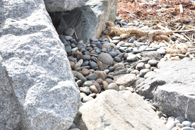 Ein steiniger Strand mit verstreuten Felsen, Kieseln, trockenen Blättern und Stöcken, auf dem eine kleine Eidechse thront.