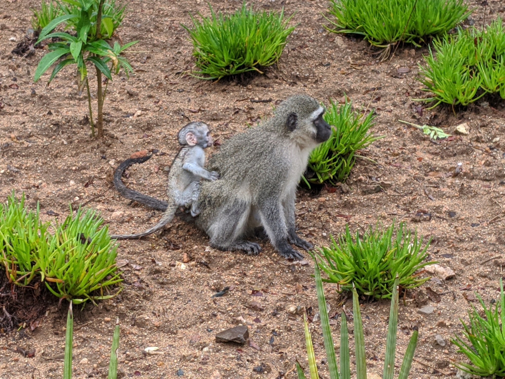 Ein Grüner Meerkatzer und sein Baby sitzen auf dem Boden umgeben von Pflanzen, wobei die Mutter das Baby nah an ihre Brust hält und beide neugierige Ausdrücke zeigen.