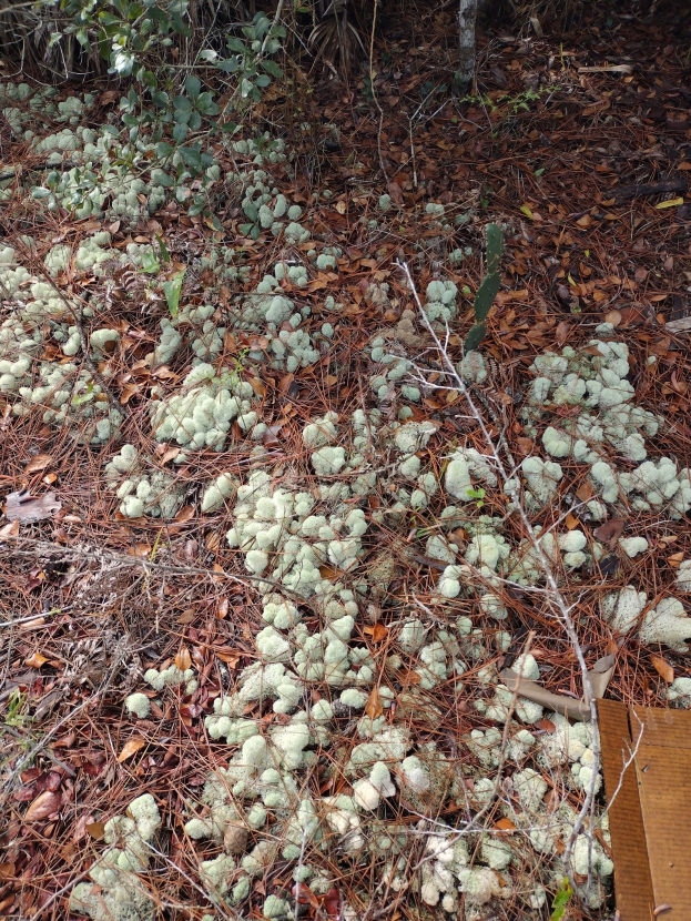 Geb├Ąude mit Moosbewuchs, trockenen Bl├Ąttern, Pflanzen und einem h├Âlzernen Objekt in der rechten unteren Ecke.