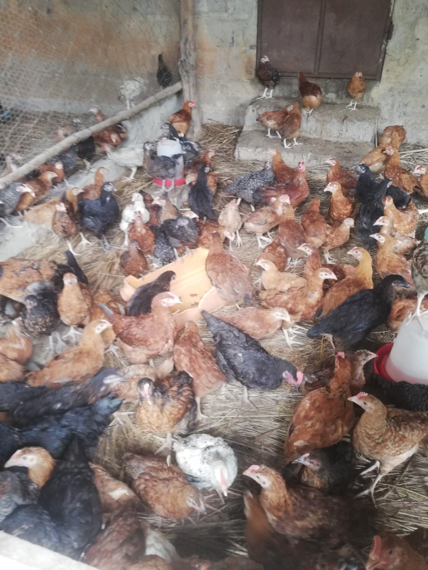 Große Gruppe von Hühnern in einem Maschendrahtzaun mit einer Wand und einer Tür im Hintergrund, einschließlich eines Eimers auf der rechten Seite, der mit Hennen gefüllt ist.