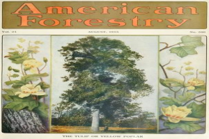 Ein Buchumschlag mit der Aufschrift "American Forestry Magazine, August 1915" mit leuchtenden Illustrationen von Bäumen, Blumen und Laub.