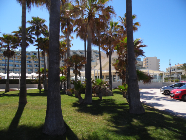 Ein Park mit grünem Gras, hohen Palmen und parkenden Autos, mit Gebäuden und einem klaren blauen Himmel im Hintergrund.