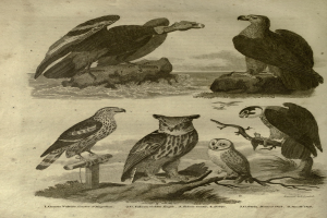 Eine Gruppe von Greifvögeln, darunter ein Adler, sitzt auf einem Ast mit Text auf dem Papier.