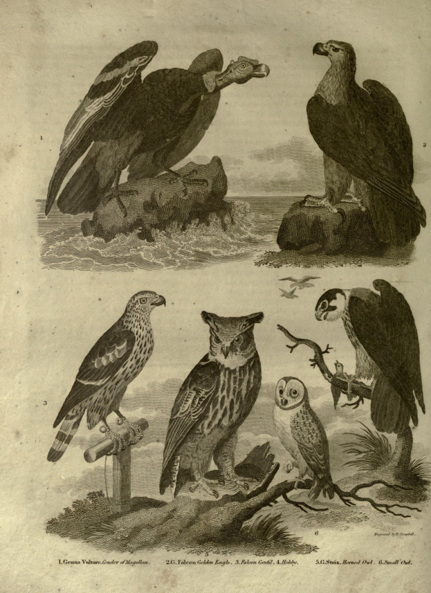 Eine Gruppe von Greifvögeln, darunter ein Adler, sitzt auf einem Ast mit Text auf dem Papier.