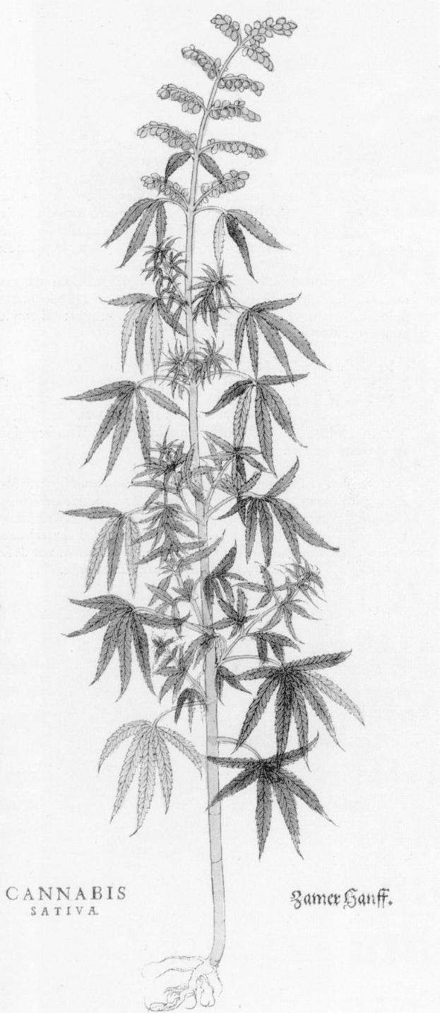 Schwarze und weiße Strichzeichnung einer Cannabis Sativa-Pflanze mit sichtbaren Blättern und Stängeln, beschriftet mit "Cannabis Sativa" unten.