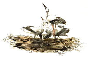 Ein detailliertes Bild von zwei Storken, die auf einem Nest aus Zweigen und Gras stehen, mit langen Hälsen und Schnäbeln, vor einem weißen Hintergrund.