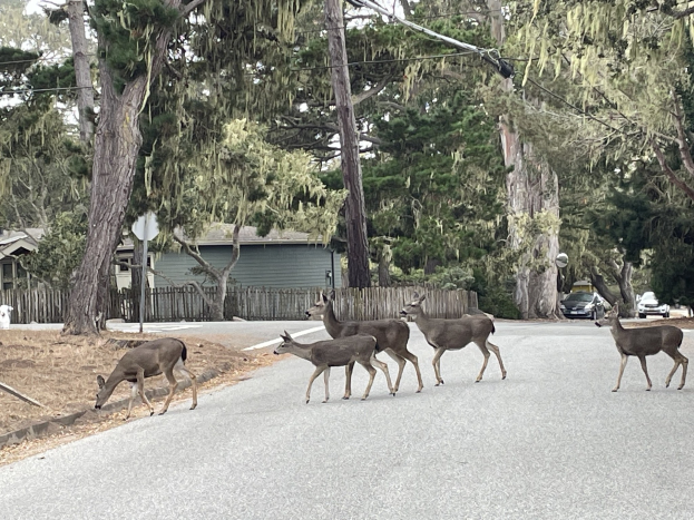 POL-LIP: Kreis Lippe. Achtung: Wildtiere auf Lippes Straßen.