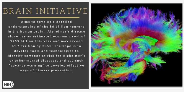Plakat mit einer farbenfrohen Illustration eines Gehirns auf der rechten Seite und Text auf der linken Seite, der das Ziel der Brain-Initiative beschreibt, die Neuronen im menschlichen Gehirn zu verstehen.