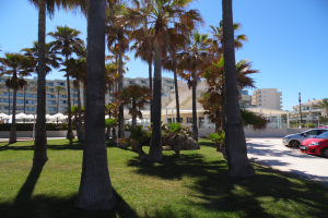 Ein Park mit grünem Gras, hohen Palmen und parkenden Autos, mit Gebäuden und einem klaren blauen Himmel im Hintergrund.
