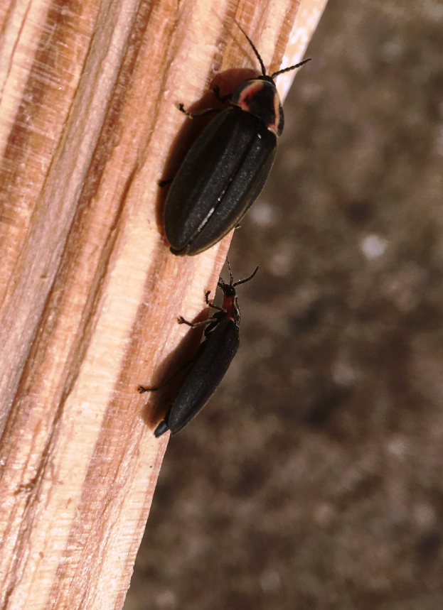 Zwei schwarze und rote Glühwürmer auf einem Holzstück vor einem unscharfen Hintergrund.