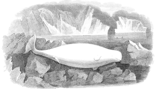 Schwarz-weiß-Zeichnung eines Wals auf einem Felsen in eisigen Gewässern mit Eisbergen im Hintergrund und Text unten.